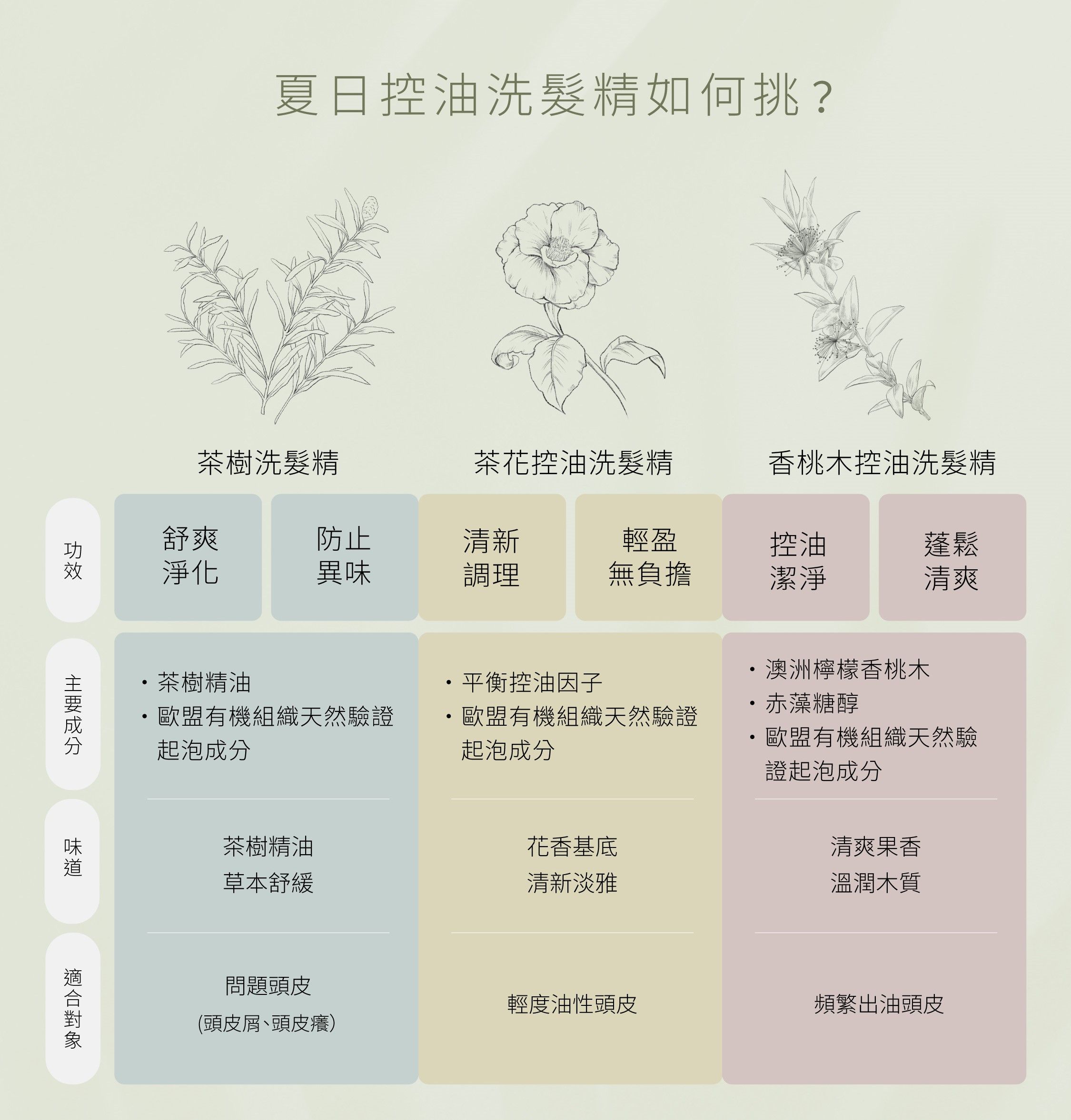 歐萊德茶樹、茶花、香桃木控油洗髮精系列推薦